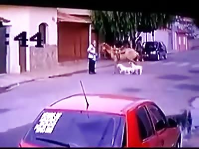 BATTLE BETWEEN DOGS AND HORSE