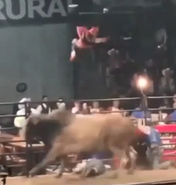 Bull Show Goes Wrong When Bulls Go Out Of Control 