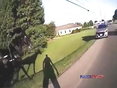 Bodycam Shows Police Stop Runaway Horse