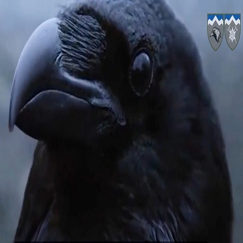 Ukrainian Black Raven Sees All, Bombs All