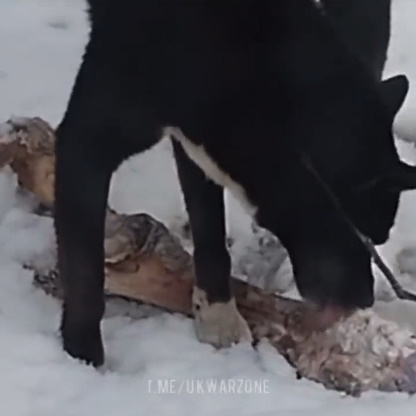 Ukrainian Dog Enhoying A Nice Snack