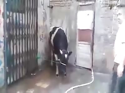 Cow faints butcher