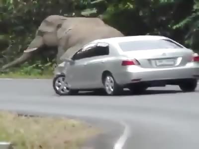 Annoying elephant