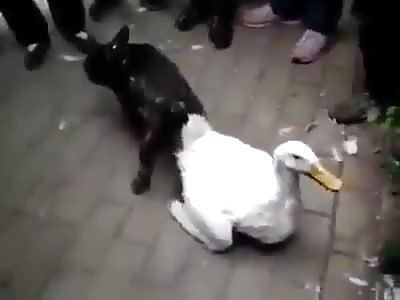  Dog has sex with a duck and kills him with pleasure
