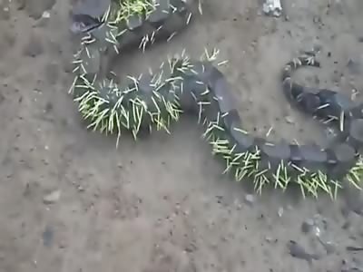 Snake Gets Its Comeuppance After Attacking A Porcupine And Getting Pierced By Spikes