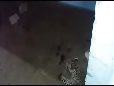 Leopard inside the house 2