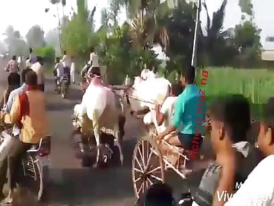 Cow rally accident