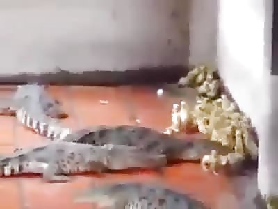 Shocking in china feed crocodiles with live ducklings