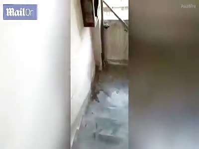 RAT IS SUICIDED TO BE DISCOVERED IN BUILDING
