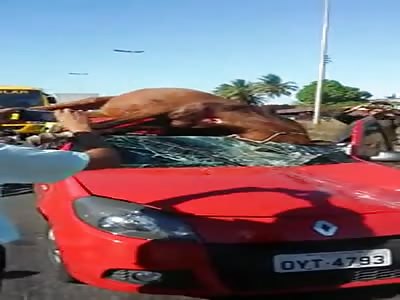 WTF ACCIDENT BETWEEN HORSE AND AUTOMOBILE
