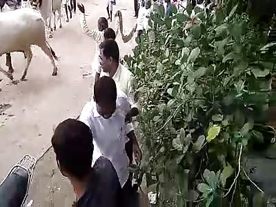 COWS OUT OF CONTROL