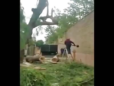 Man Gets KO'd Cutting Down A Tree