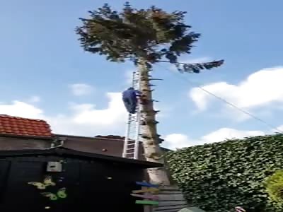 Tree Removal Goes Hilariously Wrong!