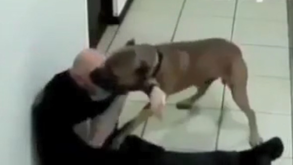 Dog Attacks His Face
