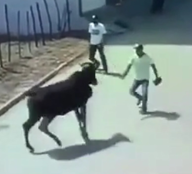 Bull Kills Old Man Instantly with one Hoof to the Head