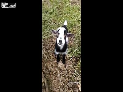 inky the goat giving us big smiles for the cam