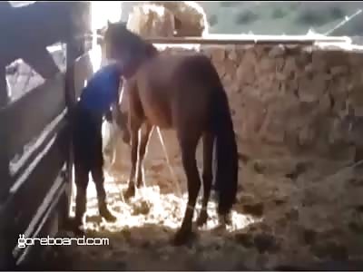 Horse Kicks Handler To Pulp