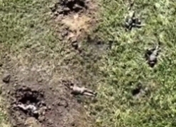 Multiple Russian KIA are seen, a UA drone drops a grenade