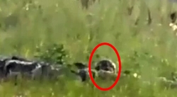 UA soldier getting hit by sniper fire in souther Ukraine