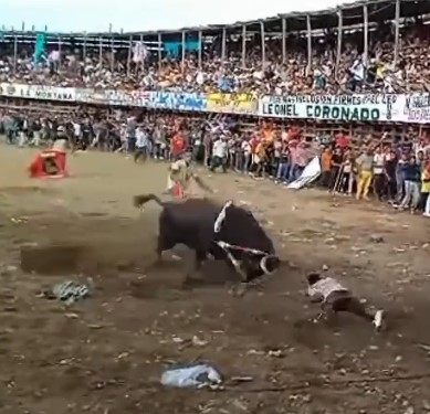 Karm For Teasing The Bull