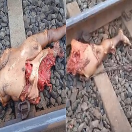 Horrible Death on Tracks of Indonesian Woman