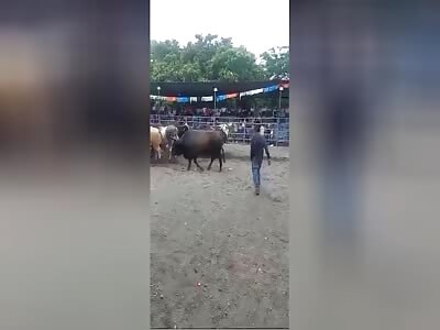 Never get close to that bull drunk