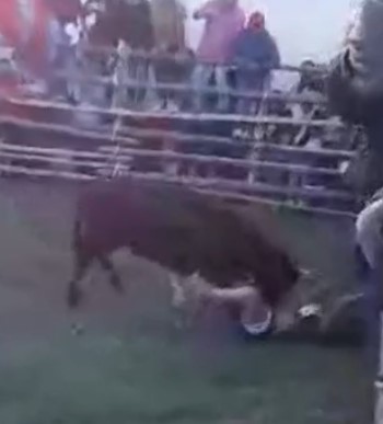 Bull Destroys Reckless Woman