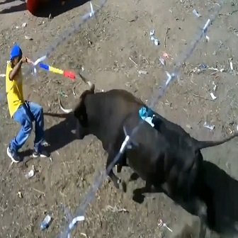 Colombian Bull Events Are Amazing