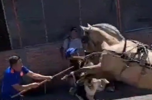 Poor horse attacked by pitbull 