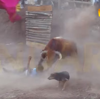 (full video) Peruvian bull brutal attack
