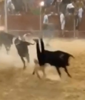 Cursed Spaniard was run over by a black bull