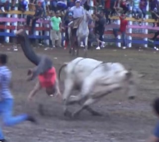 Never play with bulls in nicaragua
