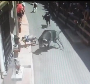 More images of Spanish bulls fucking their victims