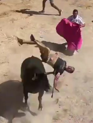 BRUTAL, bull fucked a man with his guts