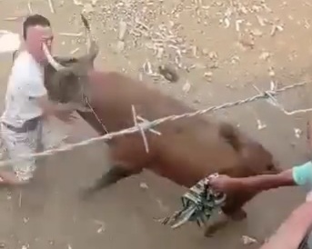 The best of bullfighting is when...the bull gored the bullfighter