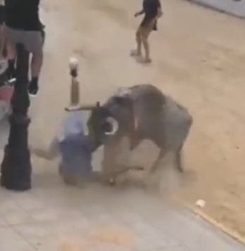 That was a BRUTAL little attack by a Spanish avenging bull