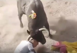 Peruvian man challenges bull and dies from a well-aimed gore to the he