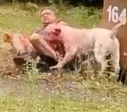 Dude Mauled To Death By Dogs