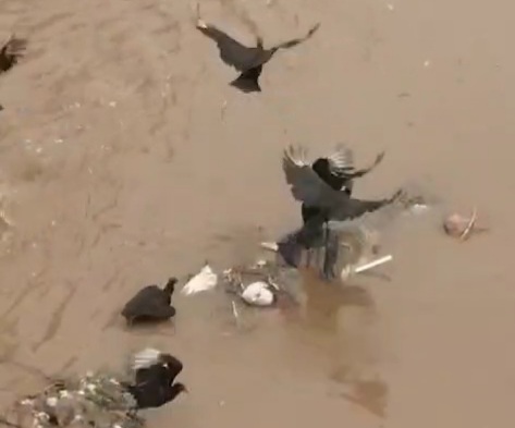 birds feasting on human dead face