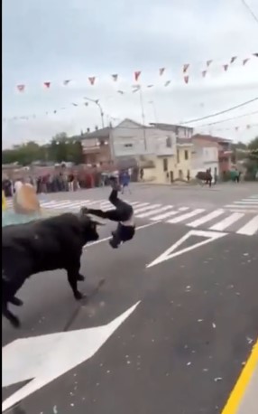 Spanish bulls take revenge