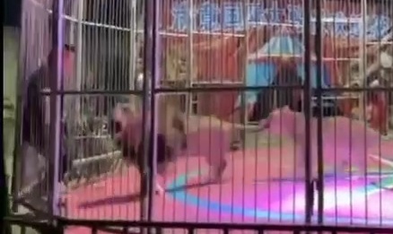 Circus lion attack his master