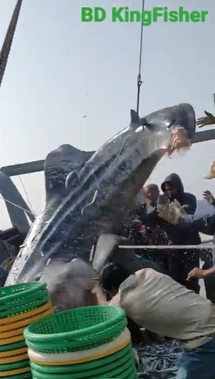 FUCK, huge shark falls on fisherman