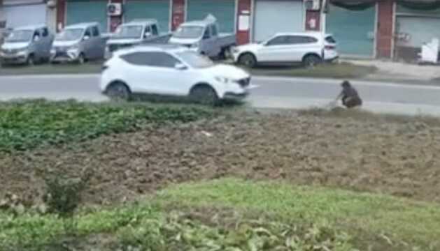 WTF SUV Takes Out Woman Gardening
