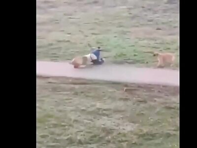 Crazy Dogs Attack Couple
