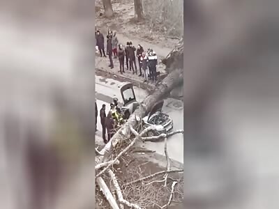 Elderly Couple Killed By Falling Tree