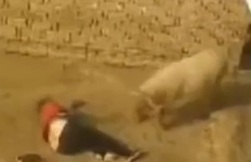 LOL: WHAT? Farmer Attacked by Sheep leaves him in Serious Condition 