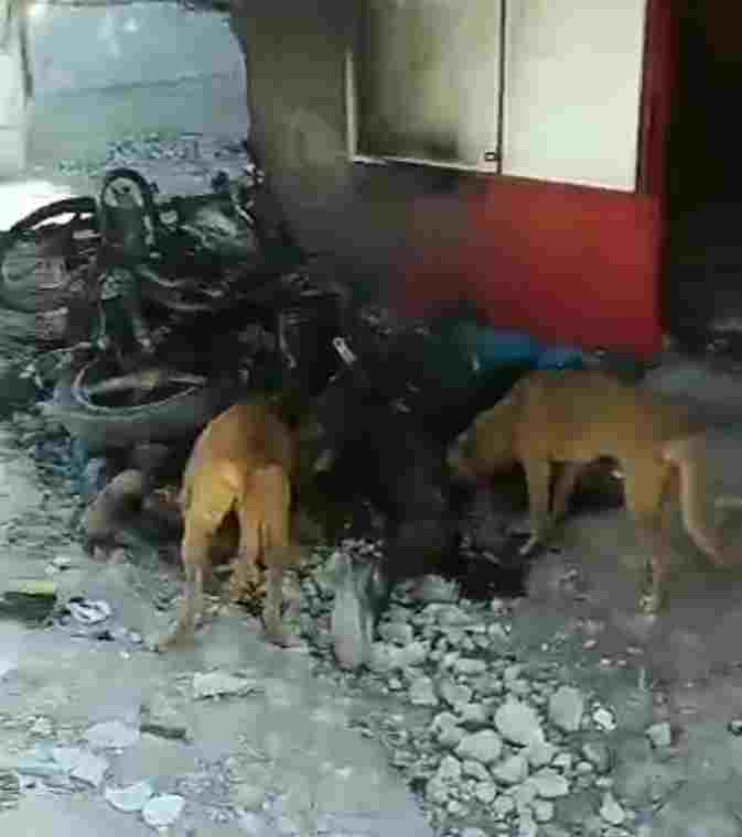 Dogs Feast On The Corpses Of Dead Villagers