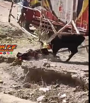 fighting bull attacked its owner is a race in Peru