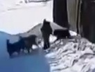 Group of stray dogs almost killed a five-year-old boy