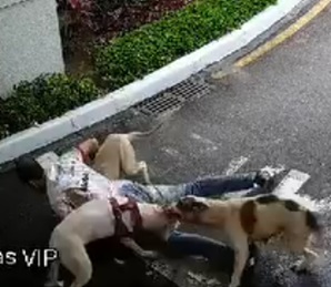 Dog Owner Intervenes Attack on His Pet and Gets Mauled